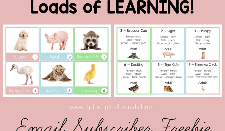 Baby Animals Calendar Connections