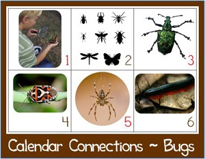 Calendar Connections Bugs 300