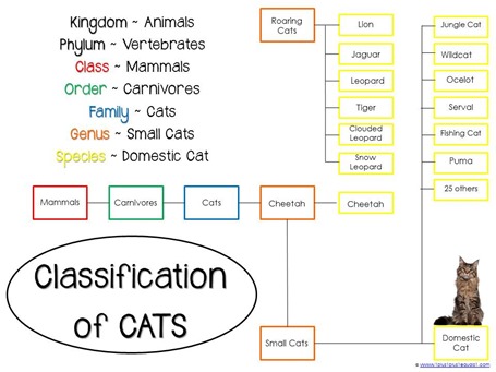 Classification of Cats