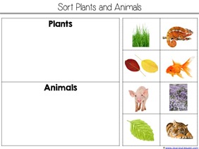 Sorting Plants and Animals