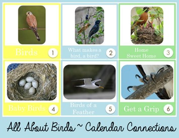All About Birds Calendar Connections