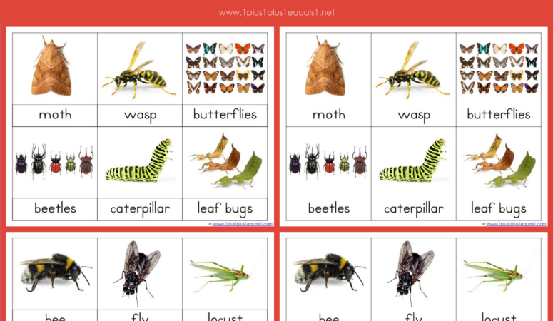 Crawly Creatures Montessori Printables