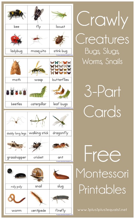 Montessori Nomenclature Printables 3 Part Cards Bugs and Creatures