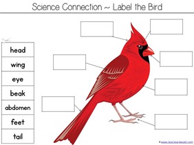 Label a Bird Printable