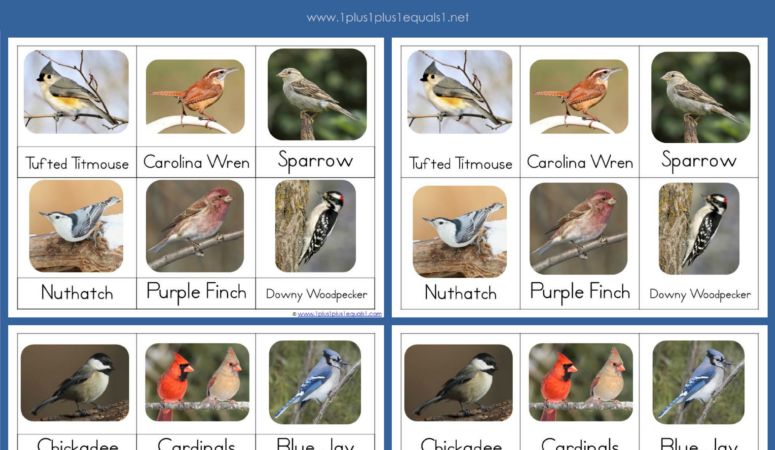 Backyard Birds Montessori Printables ~ Nomenclature