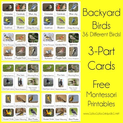 Backyard Birds Montessori Printables