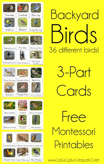 Backyard Birds Nomenclature Printables