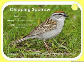 Chipping Sparrow