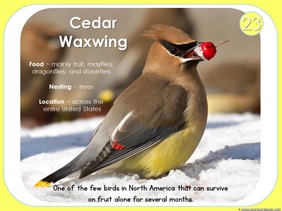 Cedar Waxwing