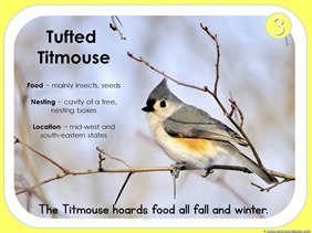 Tufted Titmouse