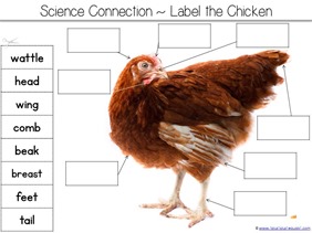 Label a Chicken