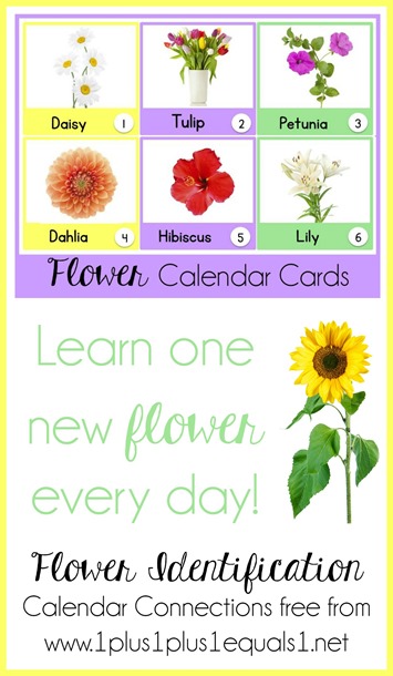 Flower Identification Calendar Connections