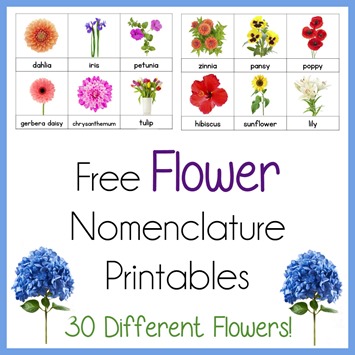 Flower Nomenclature Printables Montessori