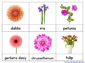 Flower Nomenclature