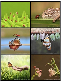 Printable Bug Photo Cards
