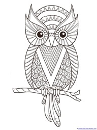 Owl Coloring