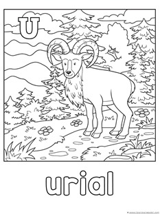 U is for Urial Coloring