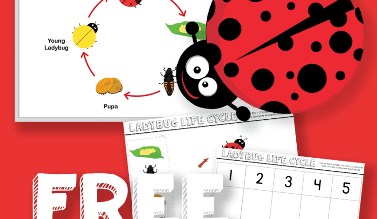 Ladybug Life Cycle Printables