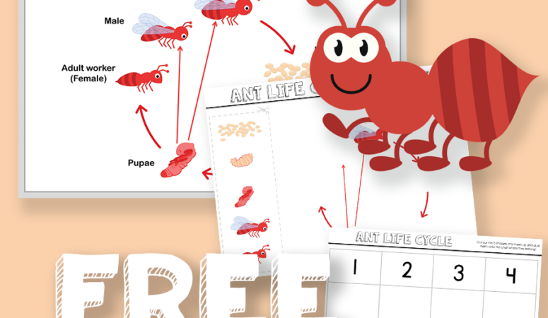 Ant Life Cycle Printables