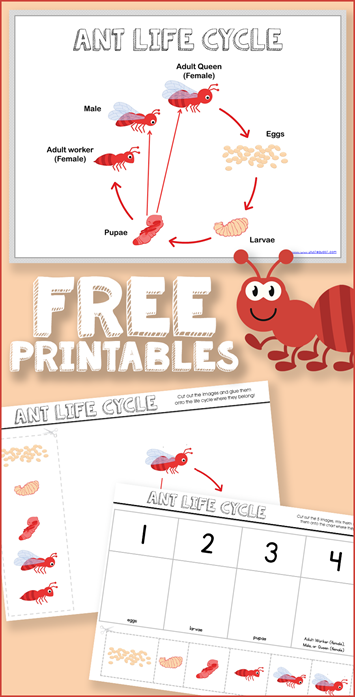 Free Ant Life Cycle Printables