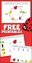Free Ladybug Life Cycle Printables
