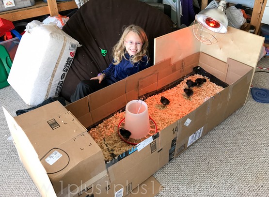 DIY Brooder Box for Chicks made from cardboard boxes