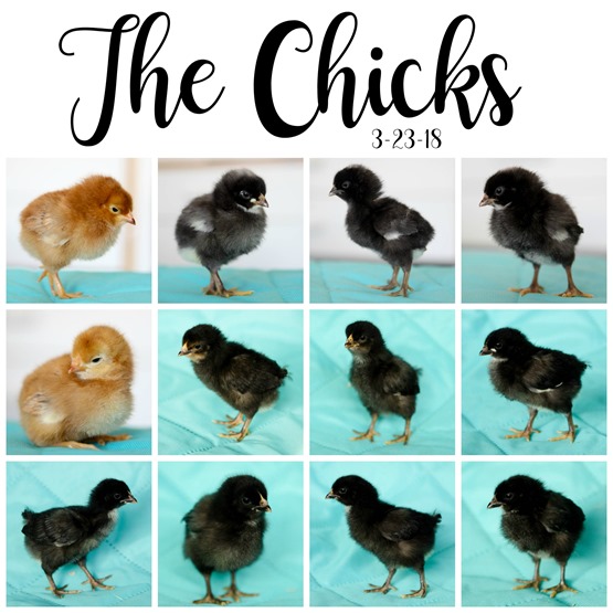 The Chicks 3.23.18