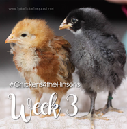 Chickens 4 the Hinsons Week 3