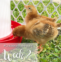 Chickens-4-the-Hinsons-Week-212