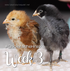 Chickens-4-the-Hinsons-Week-334