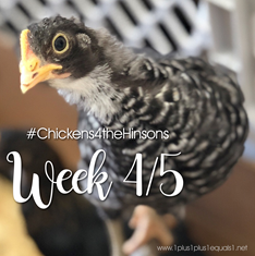 Chickens 4 the Hinsons Week 4 and 5