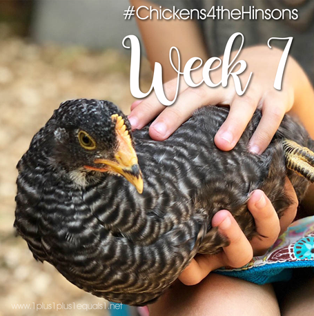 Chickens 4 the Hinsons Week 7