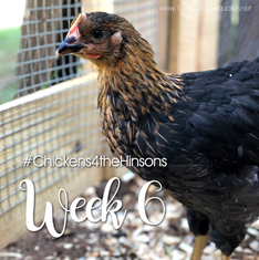Chickens-4-the-Hinsons-Week-632