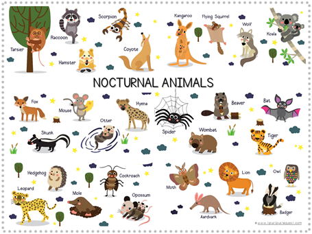 Nocturnal Animals Printables (2)