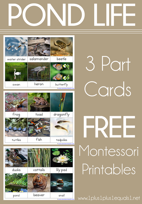 Pond Life 3 Part Cards Montessori Nomenclature Free Printables