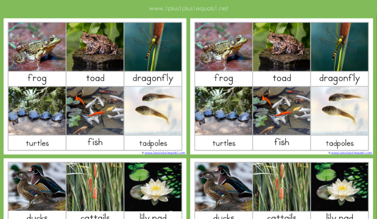 Pond Life Nomenclature ~ Free 3 Part Cards