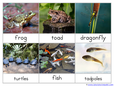 Pond Life Nomenclature Cards (2)