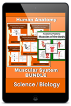 human-anatomy