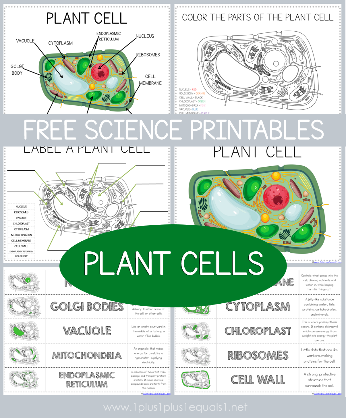 Science Fundamentals 1 - Life Science - Cells, Plants & Animals: Quickstudy  Laminated Reference & Study Guide (Other)