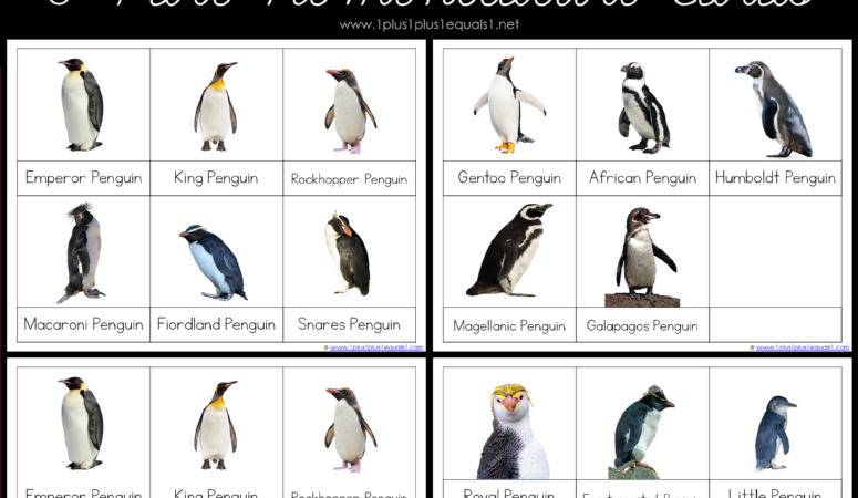 MONTESSORI NOMENCLATURE – PENGUIN 3 PART CARDS