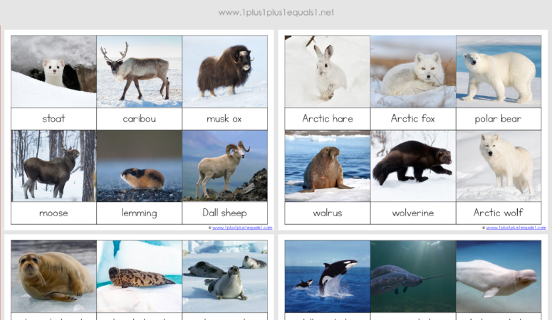 Montessori Nomenclature ~ Arctic Animals 3 Part Cards