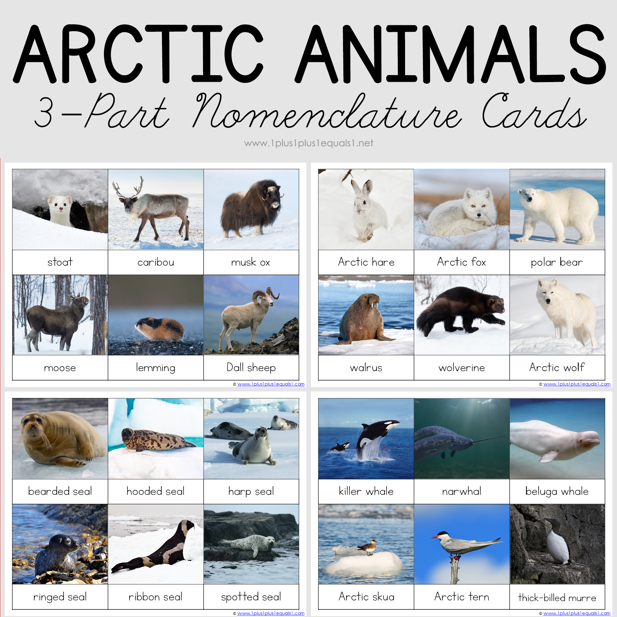 Montessori Nomenclature ~ Arctic Animals 3 Part Cards - 1+1+1=1