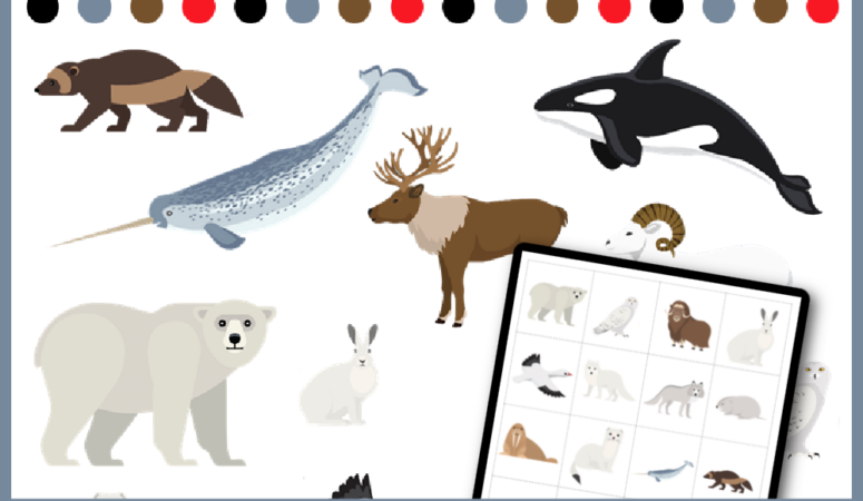 Peek & Find Arctic Animals