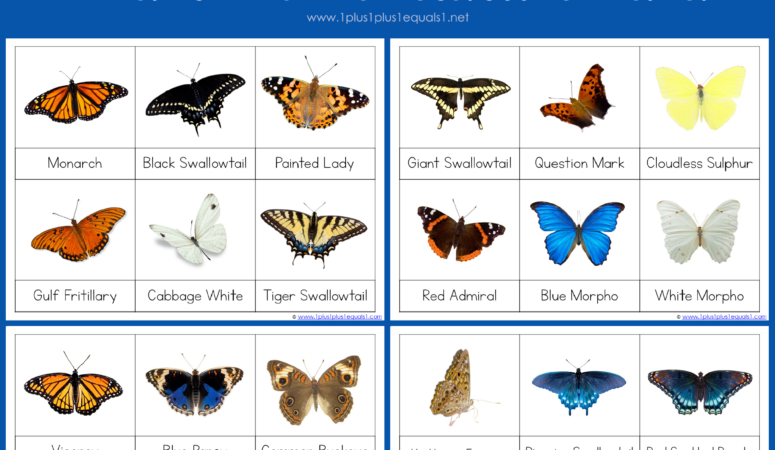 Butterfly 3 Part Cards