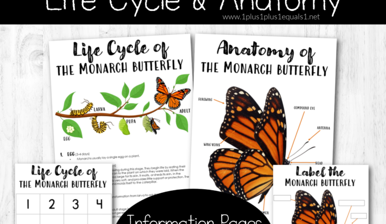Butterfly Life Cycle & Anatomy Printables