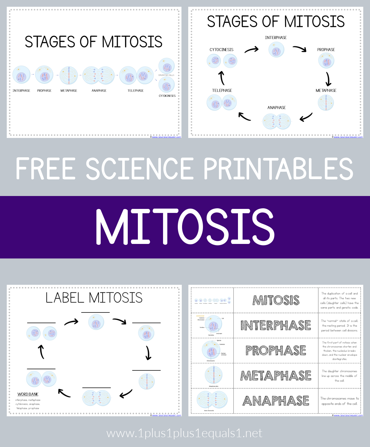 stages of mitosis for kids