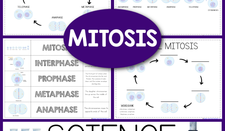 Life Science Printables ~ Mitosis Worksheets
