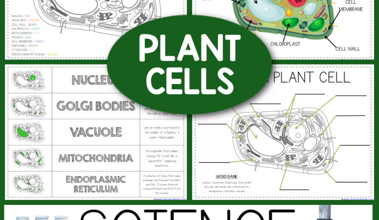 Life Science Printables ~ Plant Cells