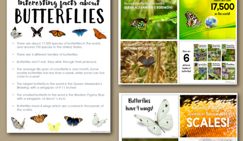 Butterfly Books For Kids, and Fun Butterfly Facts Too!
