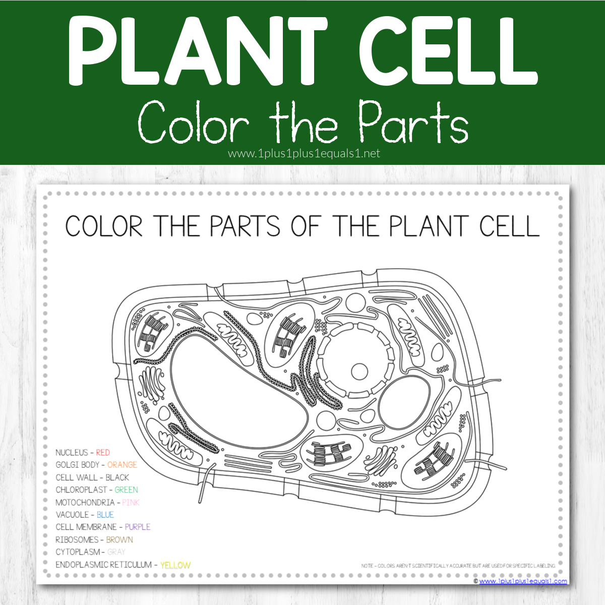 Life Science Printables ~ Plant Cells - 1+1+1=1